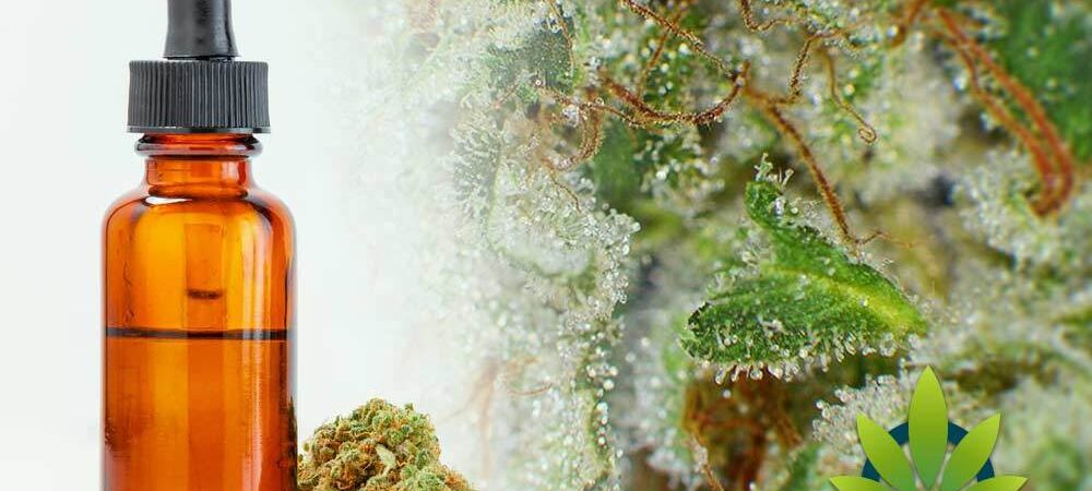 Exploring the Compelling Potential of Cannabis Terpenes