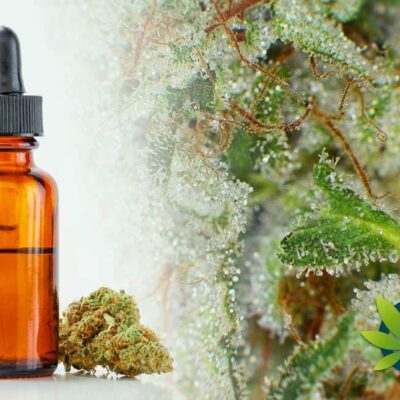 Exploring the Compelling Potential of Cannabis Terpenes